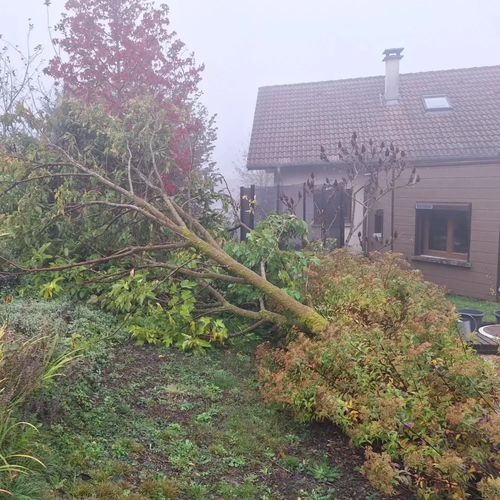 Débroussaillage à Anglefort